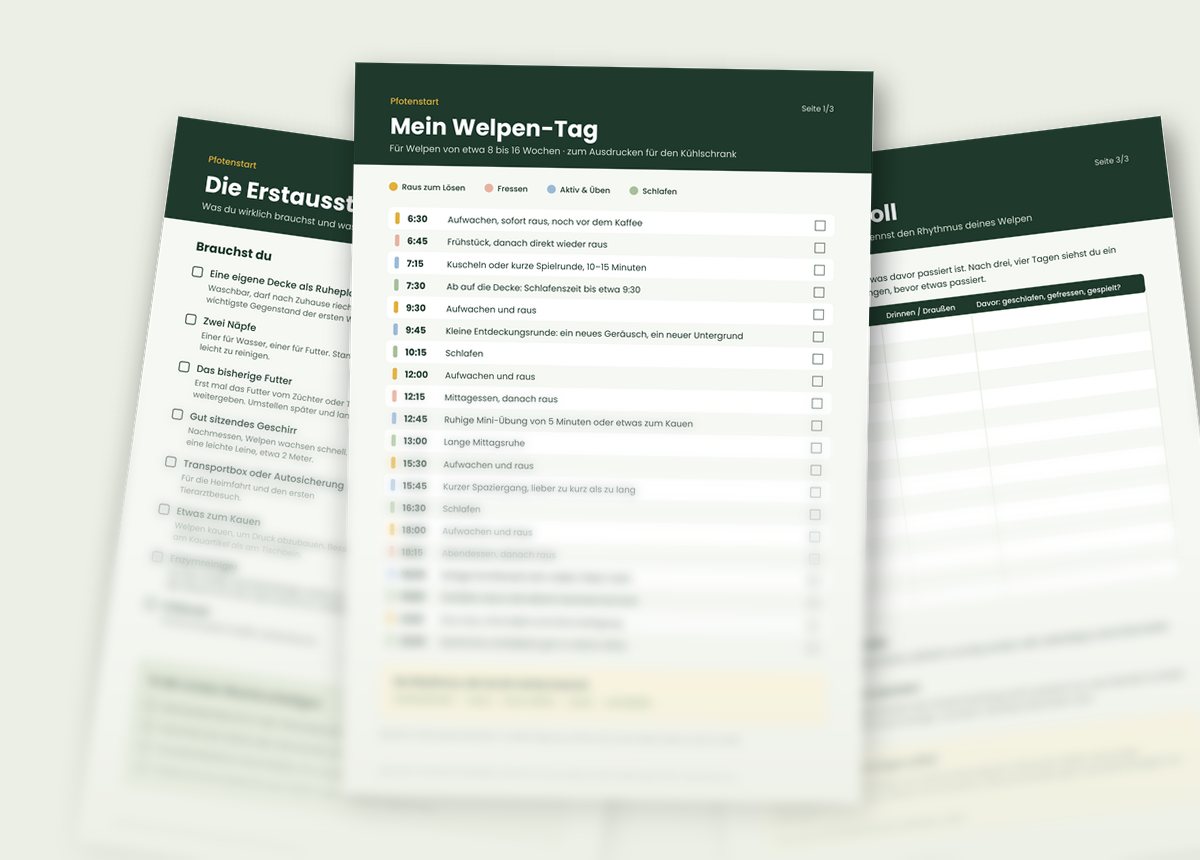 Vorschau: Welpen-Tagesplan, Erstausstattungs-Checkliste und Pipi-Protokoll